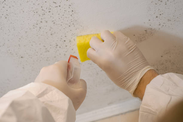 Lakeview, CA Mold Removal Company