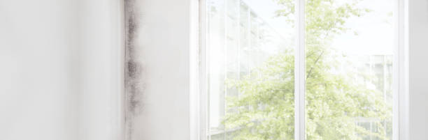 Best Mold Remediation for Healthcare Facilities  in Lakeview, CA