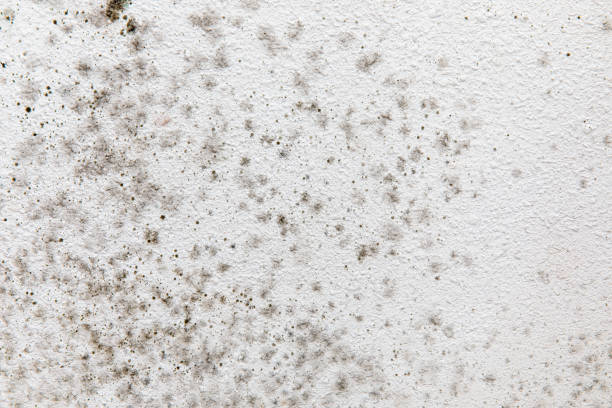 Best Residential Mold Inspection & Testing  in Lakeview, CA