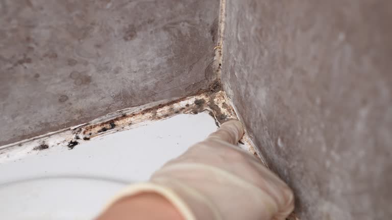 Best Industrial Mold Remediation  in Lakeview, CA